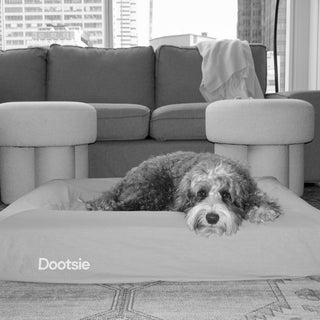 Why a Clean Dog Bed Matters and Why Dootsie is the Cleanest